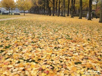 ​描写秋天的景色的段落